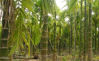 Notre gamme palmier